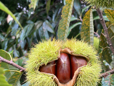 《注文殺到の為注文受けた順に発送いたします》30箱限定販売！渋皮がほとんど無い大人気の高級丹波栗M〜2Lサイズ(1kg)