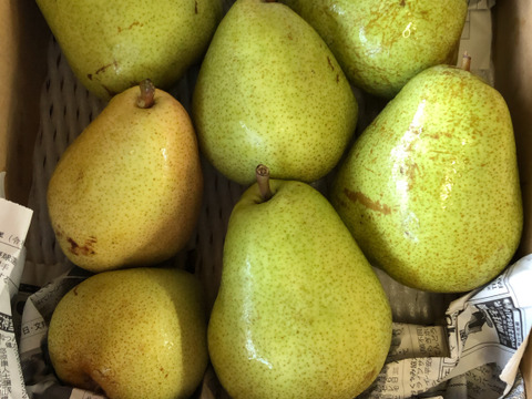 農薬節減★洋梨 マルゲリット・マリーラ 約5キロ/バラ詰 10〜20個 家庭用 【9月上旬〜】