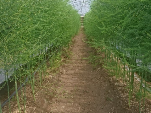 信州高原産 アスパラガス (1Kg)