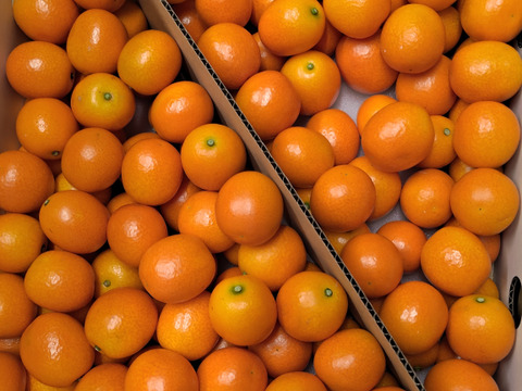 そのまま ”ガブッ” と丸かじり・・フルーツ金柑（3㎏）1月中旬にもなると糖度は18度超え！！