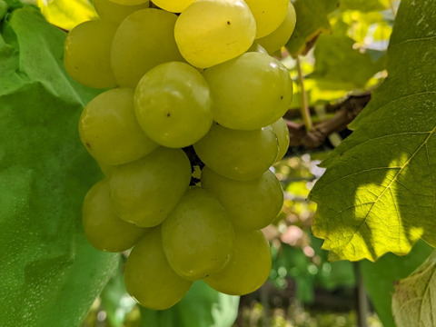 終了間近セール🍇新品種！超期待シャインマスカット交配種🍇マスカサーティーン