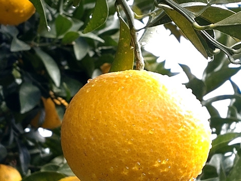 【広島県産】新甘夏(サンフルーツ)　4.5kg(箱込み)