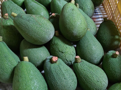 愛情たっぷり特選「愛媛アボカド」約１kg