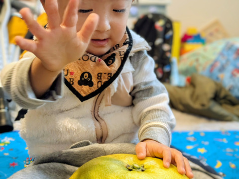 露地もの！岐阜県産『晩白柚』（ひと玉約1.5kg）