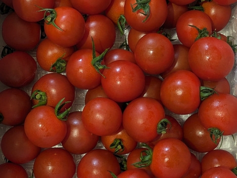 【甘くて芳醇ご褒美ミニトマト】　寒暖差で甘みが凝縮した今が旬！太陽の光をたっぷり浴びて育った高糖度ミニトマトをギフト箱でお届けします！自分へのちょっとしたご褒美、大切な方への贈り物にも！　1kg×1箱