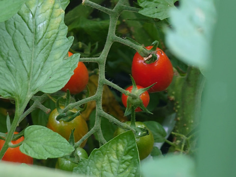 旬のミニトマト！甘いですよー