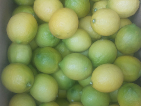 防腐剤、ワックス不使用　小玉レモン　良品5kg
