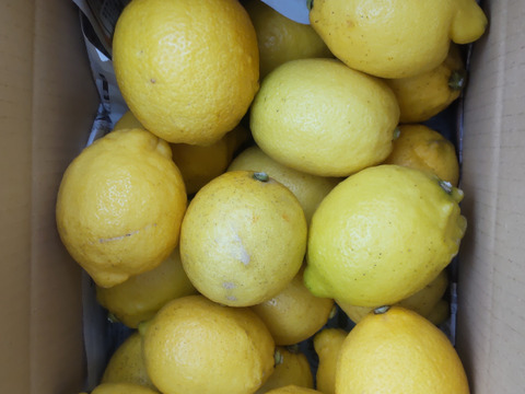 防腐剤、ワックス不使用　皮ごと使用激安広島県産レモン 訳あり品 2ｋg(約20個入) 値引き