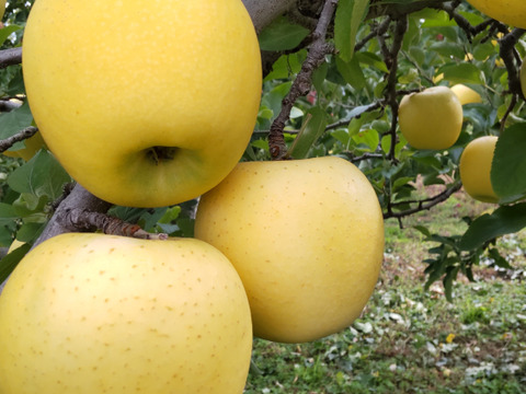 赤と黄色の2品種セット！やまたか農園の「サンふじ」と「シナノゴールド」 (秀品) 内容量3㎏