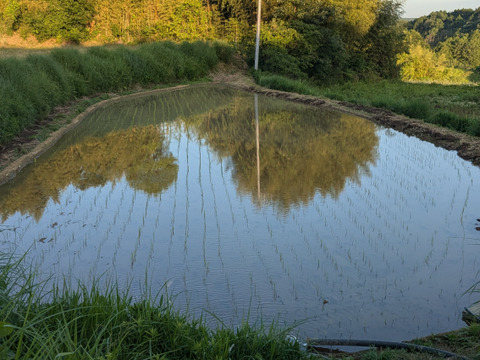 [農薬・化学肥料・除草剤不使用] 玄米豆もち(400g×2袋)
