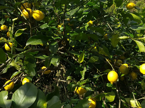 わけあり農薬不使用レモン5キロ