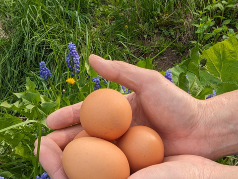 純国産鶏種もみじ貴重な放牧飼い有精卵　道産飼料【30個】