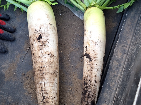 【同梱発送】自然栽培大根×ネギ