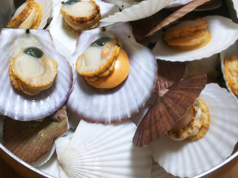 青森県むつ湾産ベビーホタテ