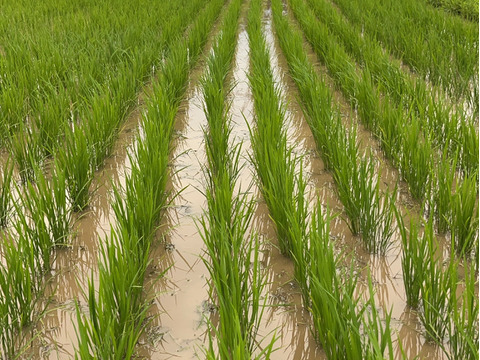 『令和5年産』ササシグレ玄米10㎏　農薬除草剤肥料不使用はぜ掛け米　力強さを味わえる！淡泊ながらも飽きない米の貴婦人