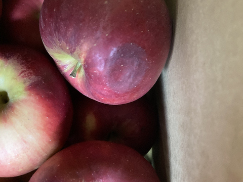 在庫わずか！紅玉ラフランス2種盛！お試しラフランス3キロ＋訳あり紅玉3キロ　合計6キロ以上。　農薬半減栽培で安心安全