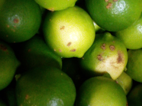 2級品　ライム　１．８ｋｇ（皮に難あり）