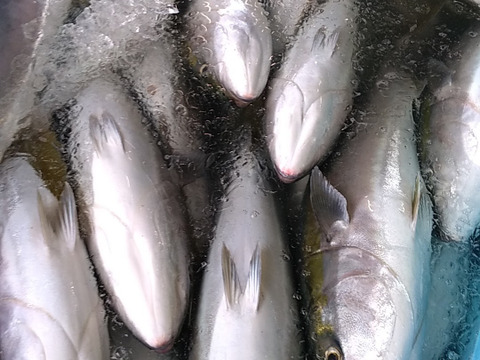 【確認事項注意】厳選活〆寒ブリ　7kg～8kgサイズ　脂肪分15％