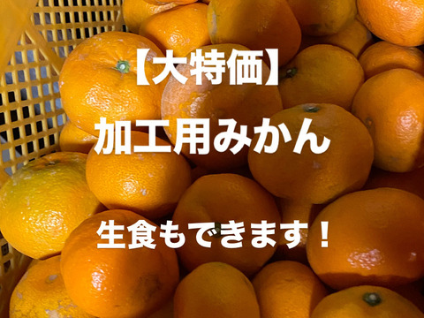 【大特価】加工用みかん　10キロ