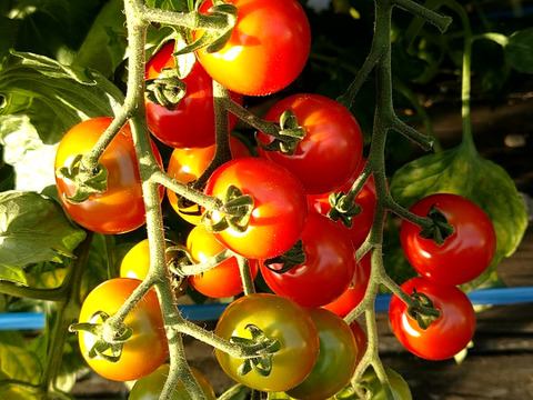 ★ミニトマト食べ比べ★化学農薬不使用ミニトマト、甘っこ1.5kg＋ロッソナポリタン1.5kg、合計3kg　北海道産
