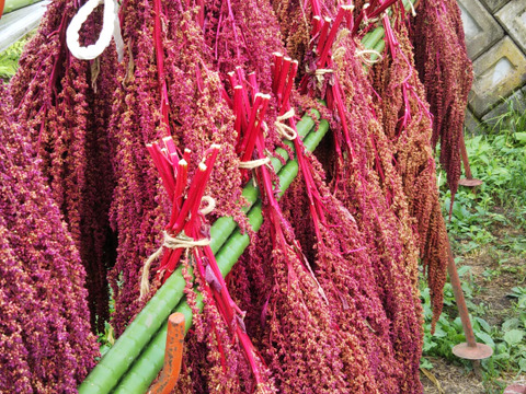 雑穀の中でも特に栄養価が高い！ アマランサス50g　飛騨産