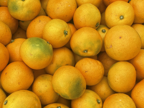 果汁たっぷり！有田みかん 日南早生 5ｋｇ•家庭用