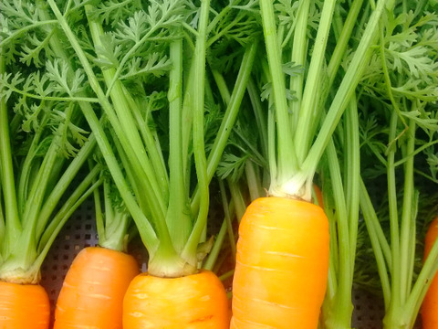 葉つき、自然栽培の人参1.4kg