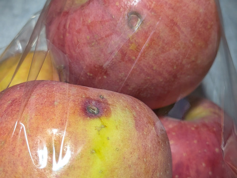 ふじリンゴ24玉