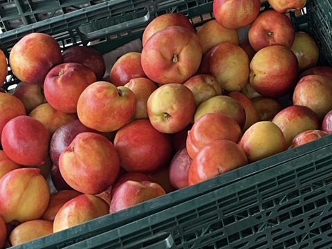 ※家庭用※ジューシーで甘酸っぱい！！夏にピッタリな『ネクタリン』2kg