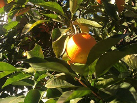八つ頭いもつき🍠🍠🌅✨✨【数量限定】子供に食べさせたい野菜（５品目～７品目）😋🥬ばぁばのものすごい野菜🥕✨✨✨