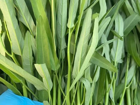 【水耕栽培】シャキシャキ空心菜（エンサイ）3kg (250g*12)