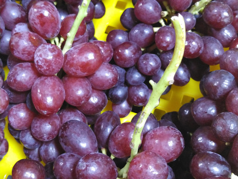 訳ありクイーンルージュ 約2.5kg　訳あり／規格外※長野県認証/農薬節減栽培（信州の環境にやさしい農産物認証）