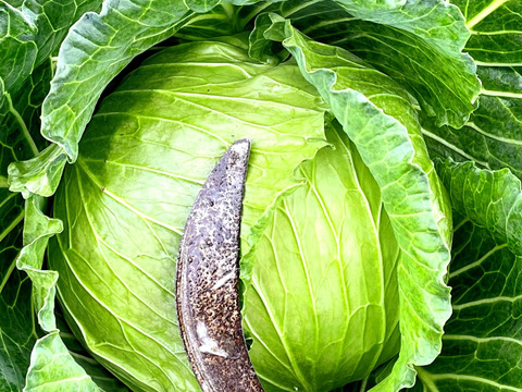 今が旬❗️甘〜い‼️大野ヶ原高原キャベツ🥬Sサイズx2p