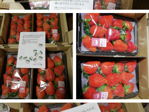 【初摘み】じゅわっと甘い!群馬のいちご 完熟やよいひめDX4パック 収穫開始後にご注文順に発送! じっくり時間をかけて熟した粒ぞろいの美味しいいちごをお届け!
