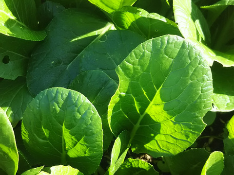 大人のカボス鍋セット🍊🍊✨✨✨あったかいんだからぁ✨✨ばぁばのモノスゴイ野菜😋❗❗✨✨✨