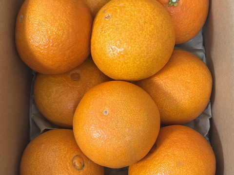 【ゼリーのようなプルプル食感】まどんな 2kg【家庭用】【冬ギフト】