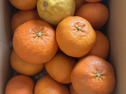 箱込約5㌔　甘平　愛媛県鉄板アイテム