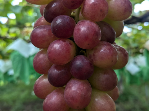 【家庭用】シャインマスカット直系の赤品種
皮ごと コトピー🍇