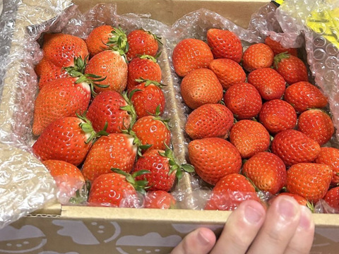 【食べ納め】お家でいちご狩り気分!じゅわっと甘い(^^)サイズいろいろ群馬のいちご【やよいひめ】1箱
