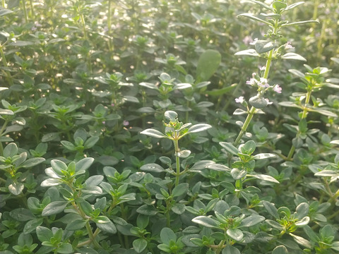 【数量限定アソート商品】大切な方への贈り物に！体と心に沁み渡る豊かな香りと味わい！ハーブティーアソート（農薬化学肥料不使用）リカバリー/リラックスブレンド、ハイビスカスローゼル華やぎ