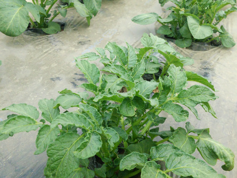 予約販売品：6月収穫予定のホックホクの春ジャガイモ2.5kg！肥料、農薬使ってません
