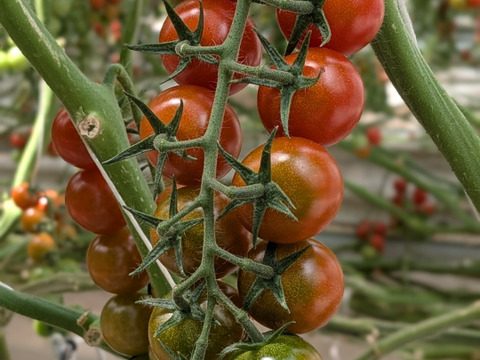 飲める！なめらか過ぎてスプーン不要🍅お日様えくぼのミニトマトジュレ150g×４P