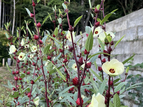 ローゼルの実 200g