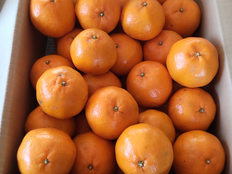 贈り物にも「大玉ポンカン」箱込み5kg