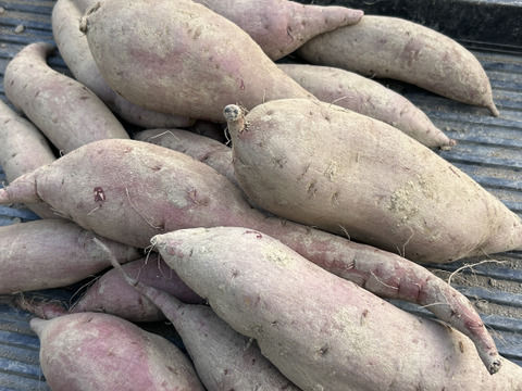 【訳あり】シルクスイート 5kg ※梱包込