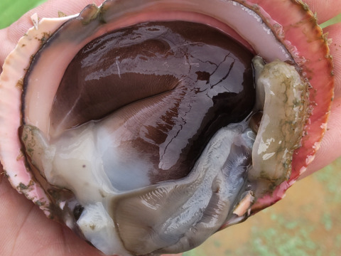 トリ貝約４㌔大中混ざります