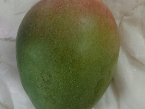 【これから時期突入！】希少品種 濃厚な甘みで滑らかな口当たりのキーツマンゴー　約1㎏ 8月後半以降発送