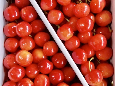 【 さくらんぼ:日本に渡り150年の歴史、愛される高砂 】山形県天童産  500g パック詰め 【 果肉がジューシー 】【 お試し商品 】 父の日ギフト 御中元