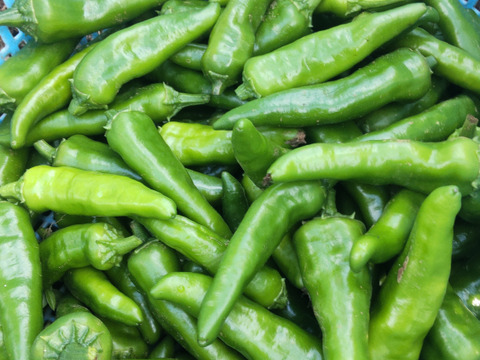 ラストセール★生青鬼とうがらし　宅急便コンパクト箱いっぱい