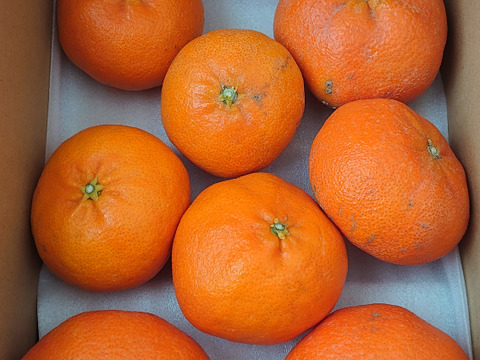 値下げ 甘平2kg 訳あり家庭用【希少品種】とろける甘さ！